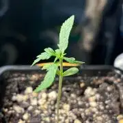 #20 - [Auto] Blueberry Crumble