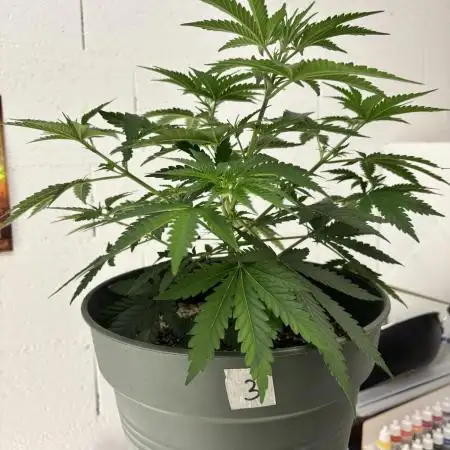 #13 Skywalker OG (Zamnesia Seeds)