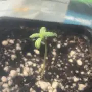 #20 - [Auto] Blueberry Crumble