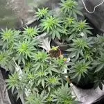 #13 Skywalker OG (Zamnesia Seeds)