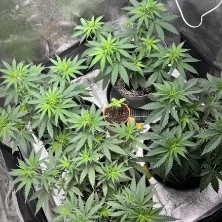 #13 Skywalker OG (Zamnesia Seeds)