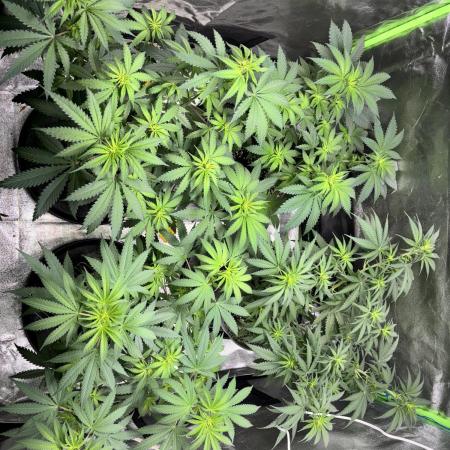 #13 Skywalker OG (Zamnesia Seeds)