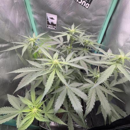 #18 - [Auto] F1 Hyperion - RQS