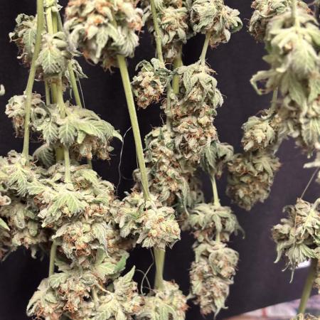 #12 - Barney's Lemon Tree