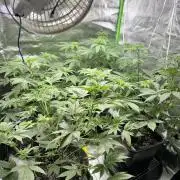 #15 Zamnesia Variety Grow