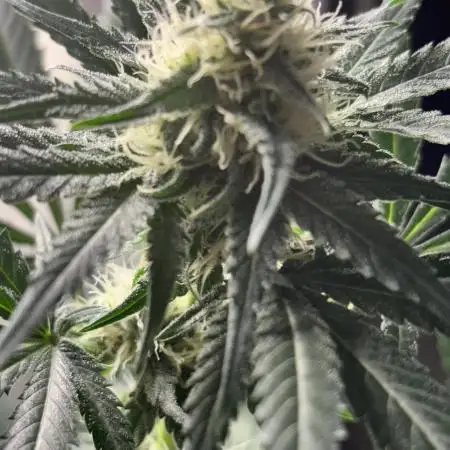 #12 - Barney's Lemon Tree