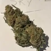#13 Skywalker OG (Zamnesia Seeds)