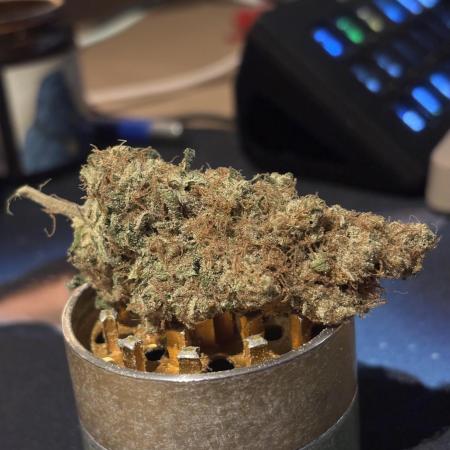 #15 Zamnesia Variety Grow