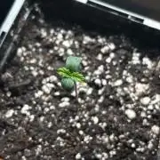 #22 - [Auto] Chocolope
