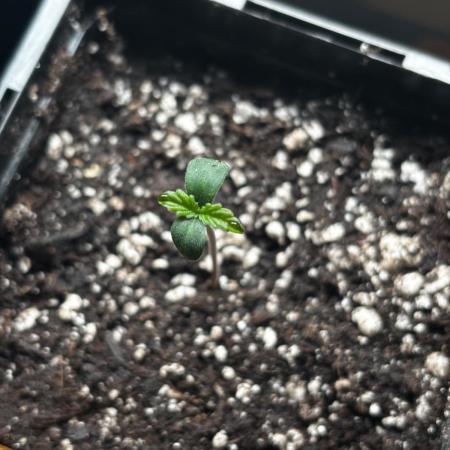 #22 - [Auto] Chocolope