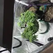 Gorilla Glue (bag seed)