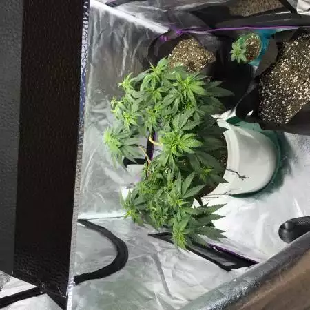 Gorilla Glue (bag seed)