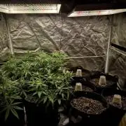 Special Queen 1 Grow diary