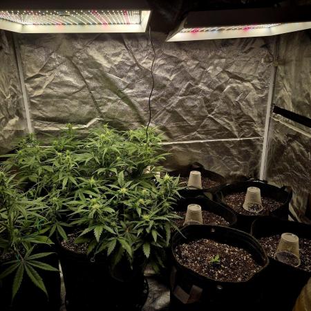 Special Queen 1 Grow diary