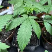 PlatinumZ - & Kings Kush Breath 