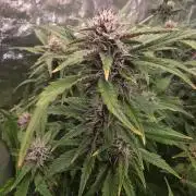 Fastbud Auto Mixed Zelt