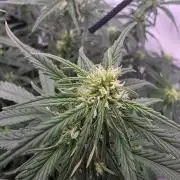 Fastbuds neue Sorten testen