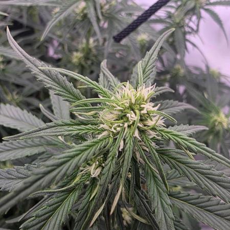 Fastbuds neue Sorten testen
