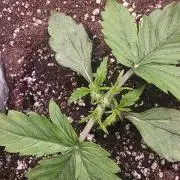 Royal Queen Seed first try