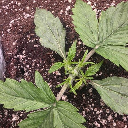 Royal Queen Seed first try