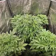 Fastbud Auto Mixed Zelt