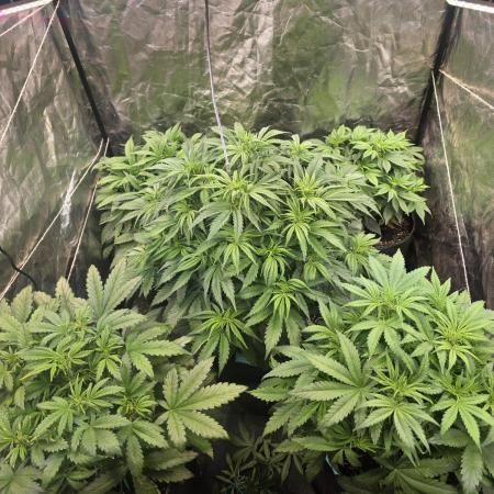 Fastbud Auto Mixed Zelt