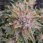 Fastbud Auto Mixed Zelt