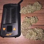 Royal Queen Seed first try
