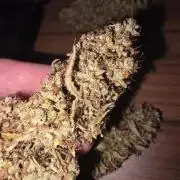 Royal Queen Seed first try