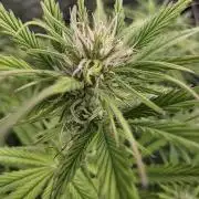 Fastbud Auto Mixed Zelt