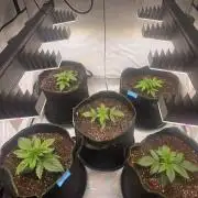 Fastbuds neue Sorten testen