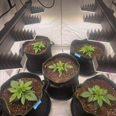 Fastbuds neue Sorten testen