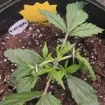 Fastbud Auto Mixed Zelt