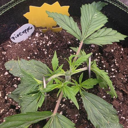 Fastbud Auto Mixed Zelt