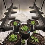 Royal Queen Seed first try