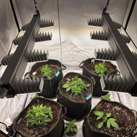 Royal Queen Seed first try