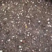 Royal Queen Seed first try