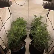 Fastbud finest