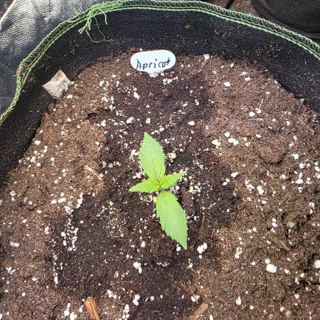 Fastbud Auto Mixed Zelt