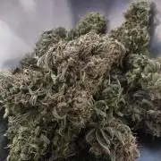 Royal Queen Seed first try