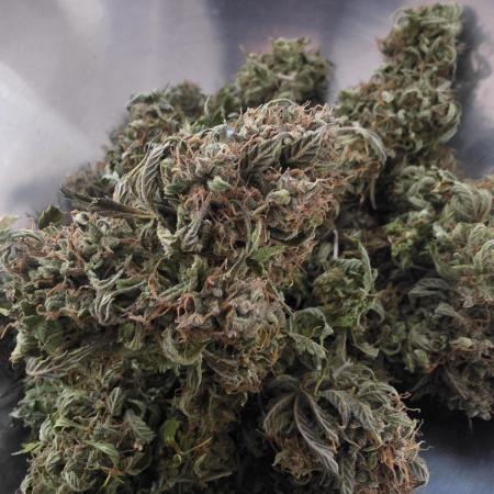 Royal Queen Seed first try