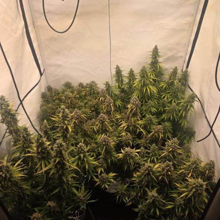 Fastbuds neue Sorten testen