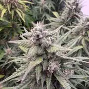 Fastbuds neue Sorten testen