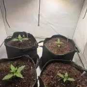 Fastbud finest