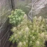 Fastbud Auto Mixed Zelt