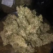 Fastbuds neue Sorten testen