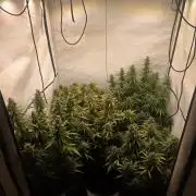 Fastbuds neue Sorten testen
