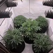 Fastbuds neue Sorten testen