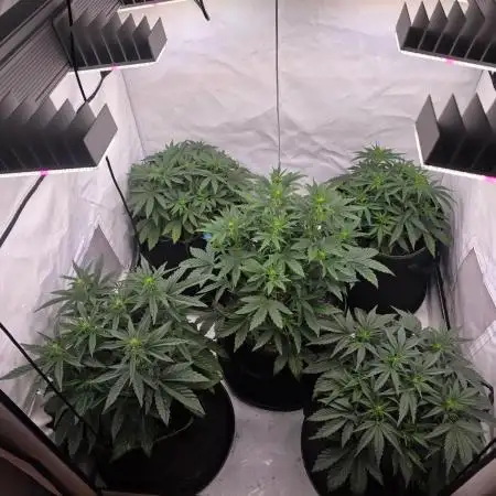 Fastbuds neue Sorten testen