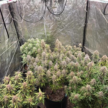 Fastbud Auto Mixed Zelt